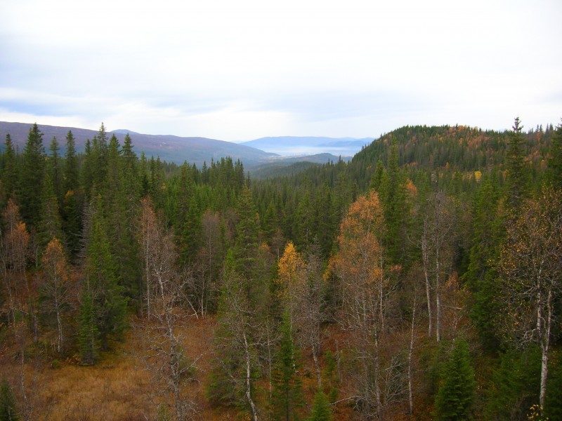 Norway Spruce in Rana