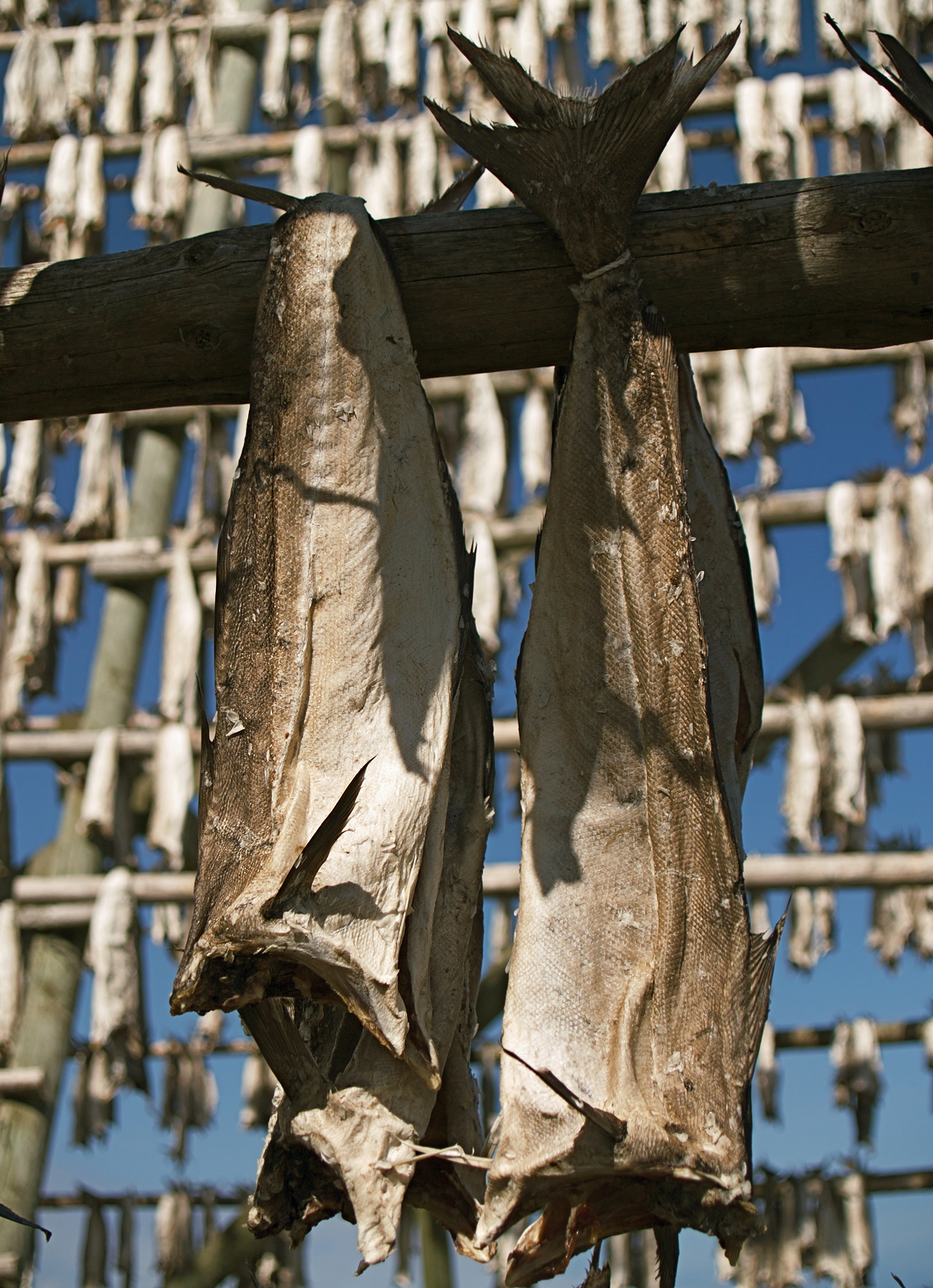 Stockfish LC0149
