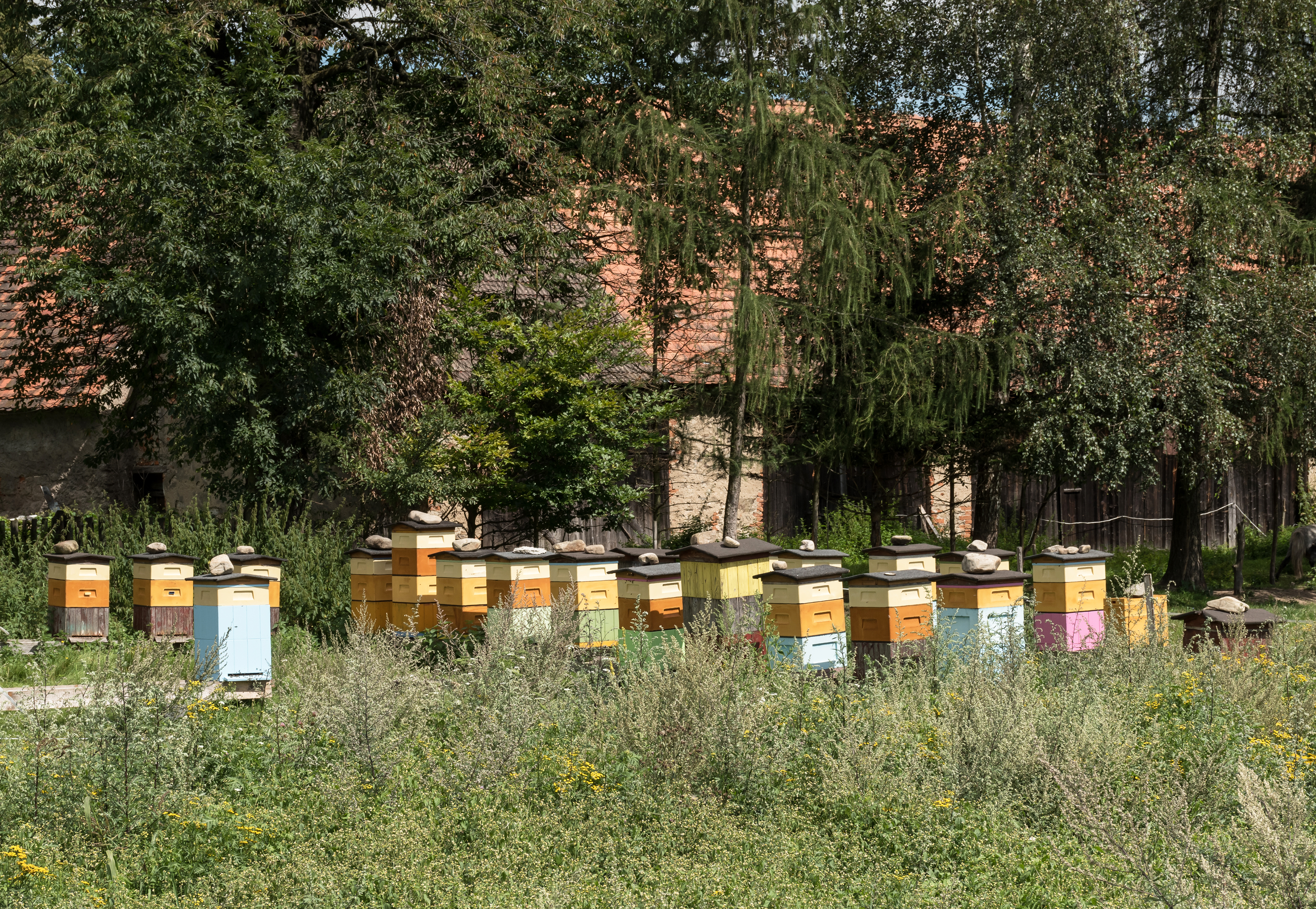 2016 Pasieka w Trzebieszowicach 2