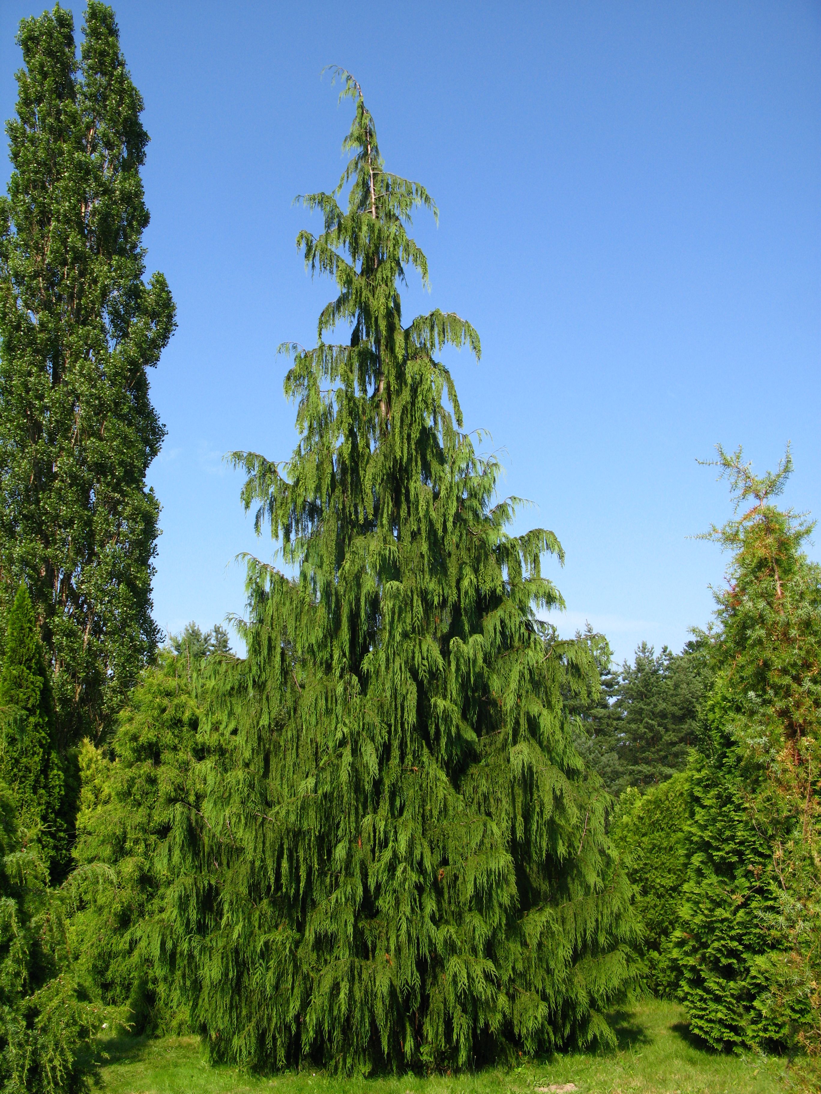 Callitropsis nootkatensis Pendula