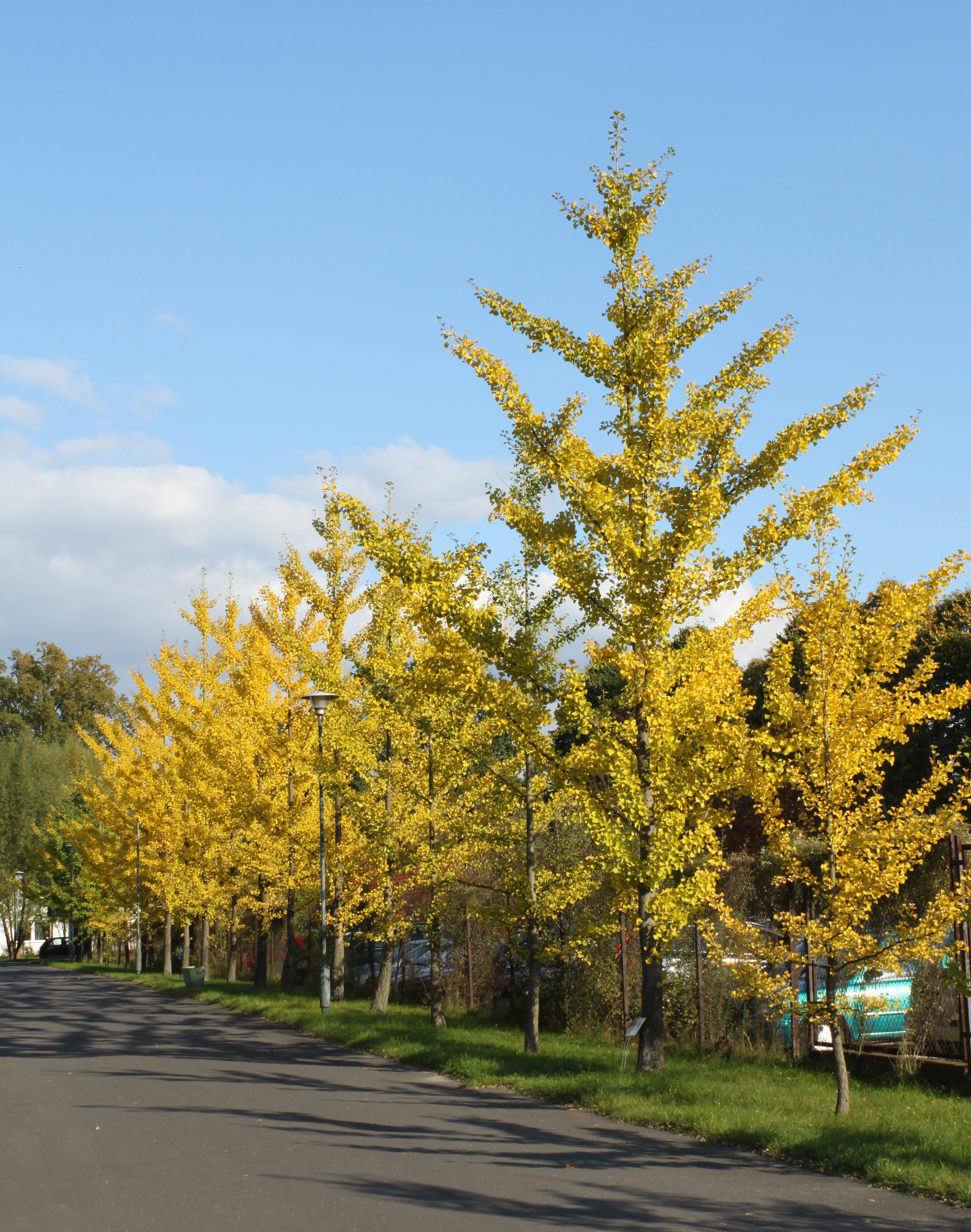 Ginkgo biloba PAN 6