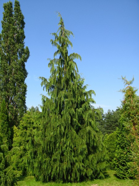 Callitropsis nootkatensis Pendula