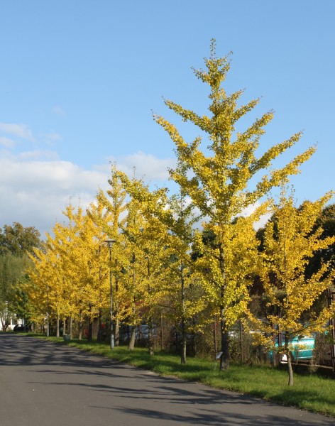 Ginkgo biloba PAN 6