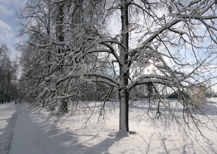Kolomenskoe LimeAvenue KE