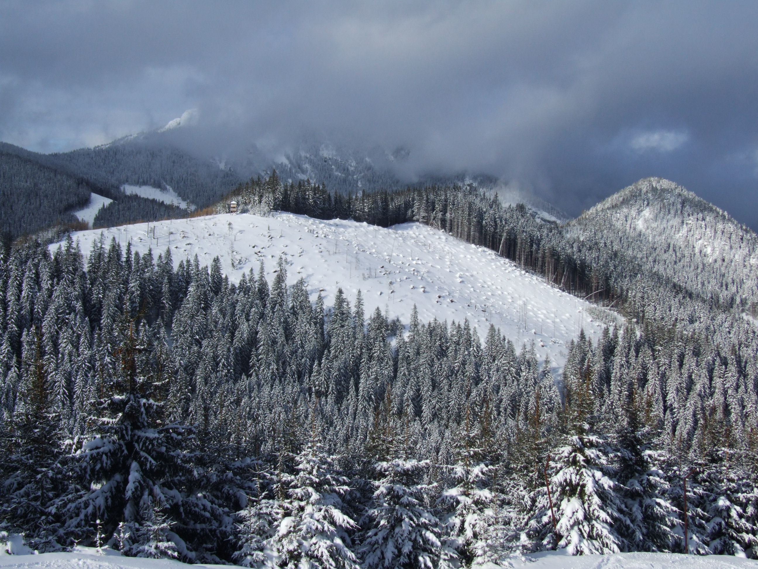 Jasná Ski Resort - trees