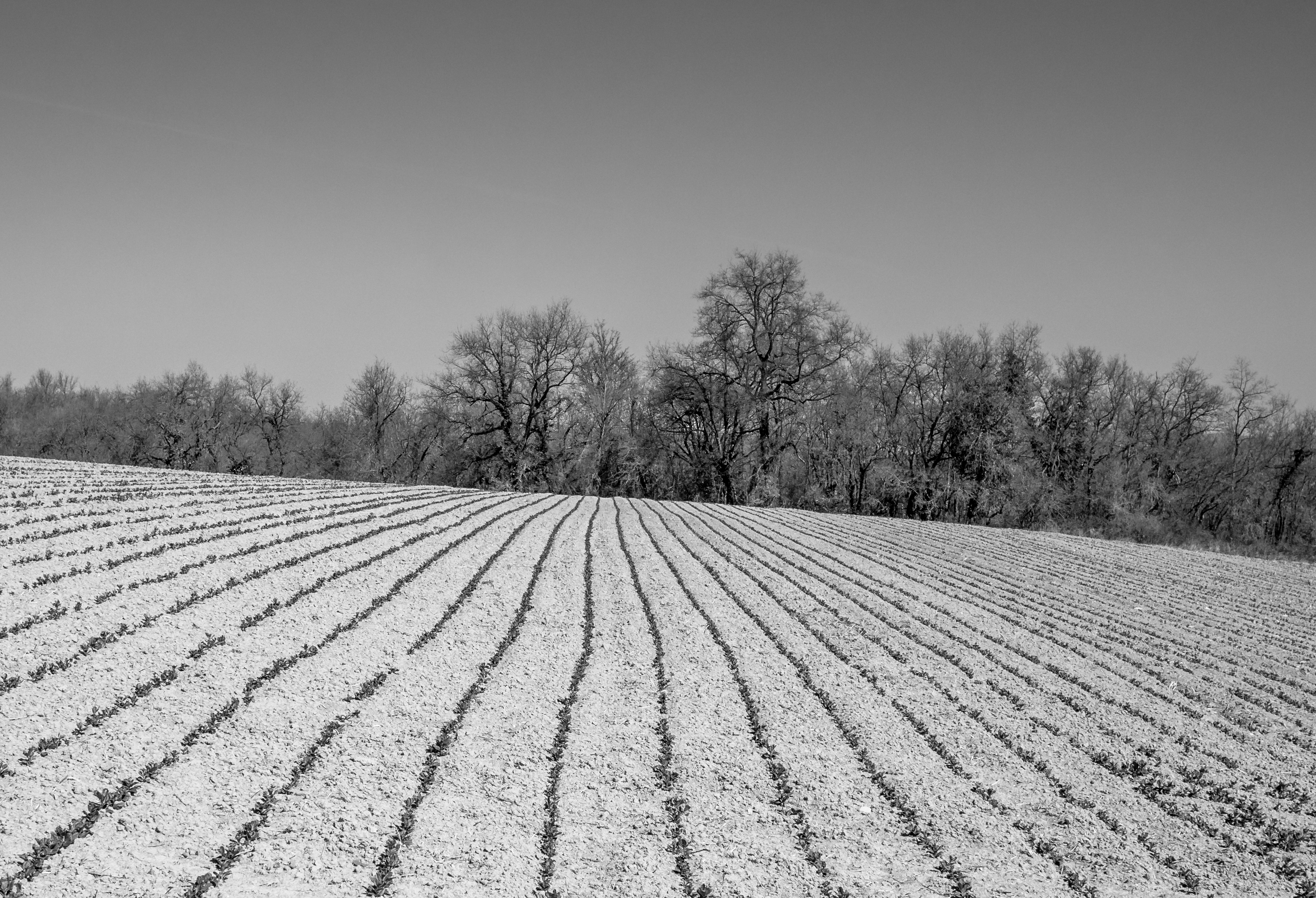 Elburgo - Bosque y campo 01