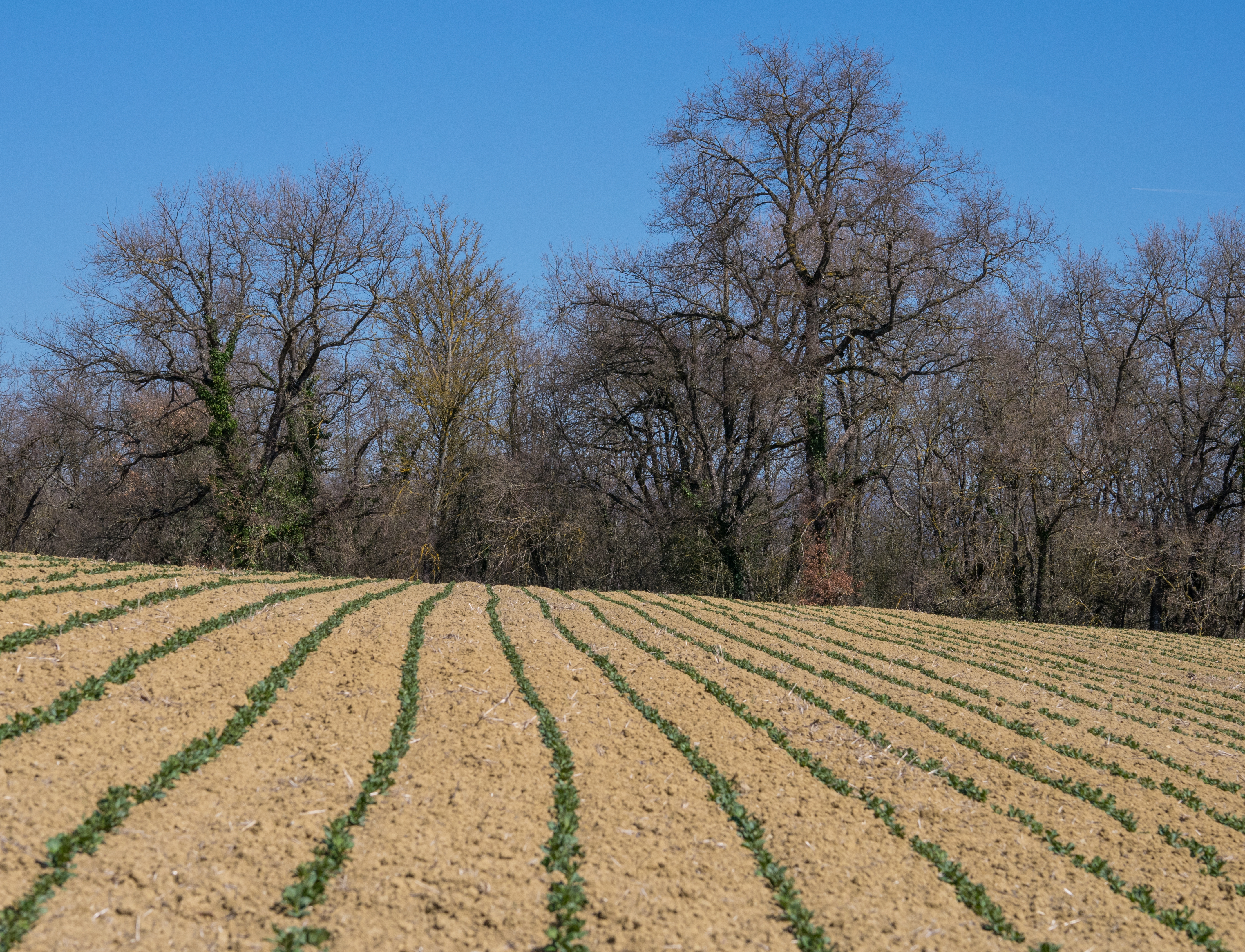 Elburgo - Bosque y campo 02