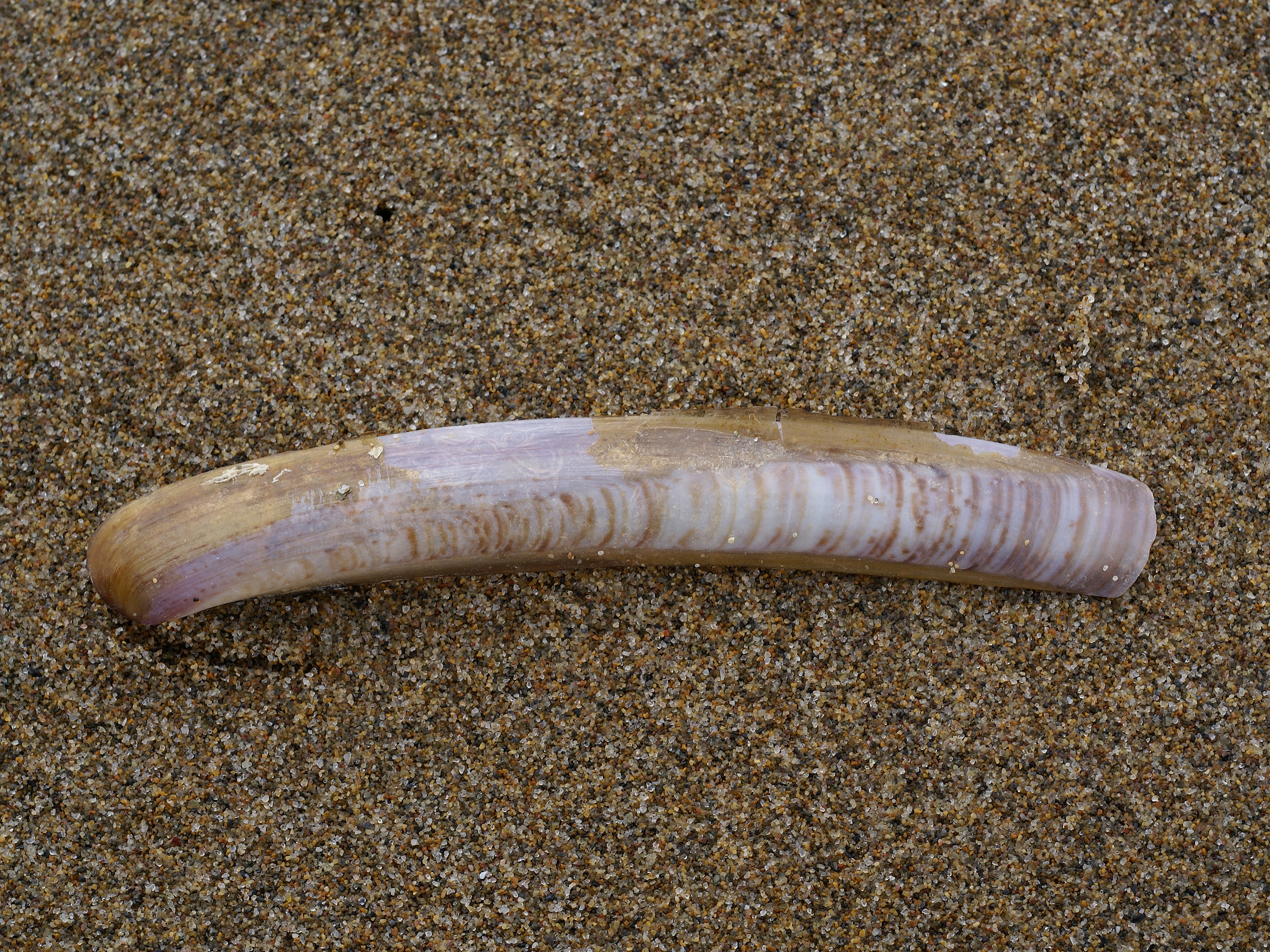 Ensis ensis (Baix Ebre)