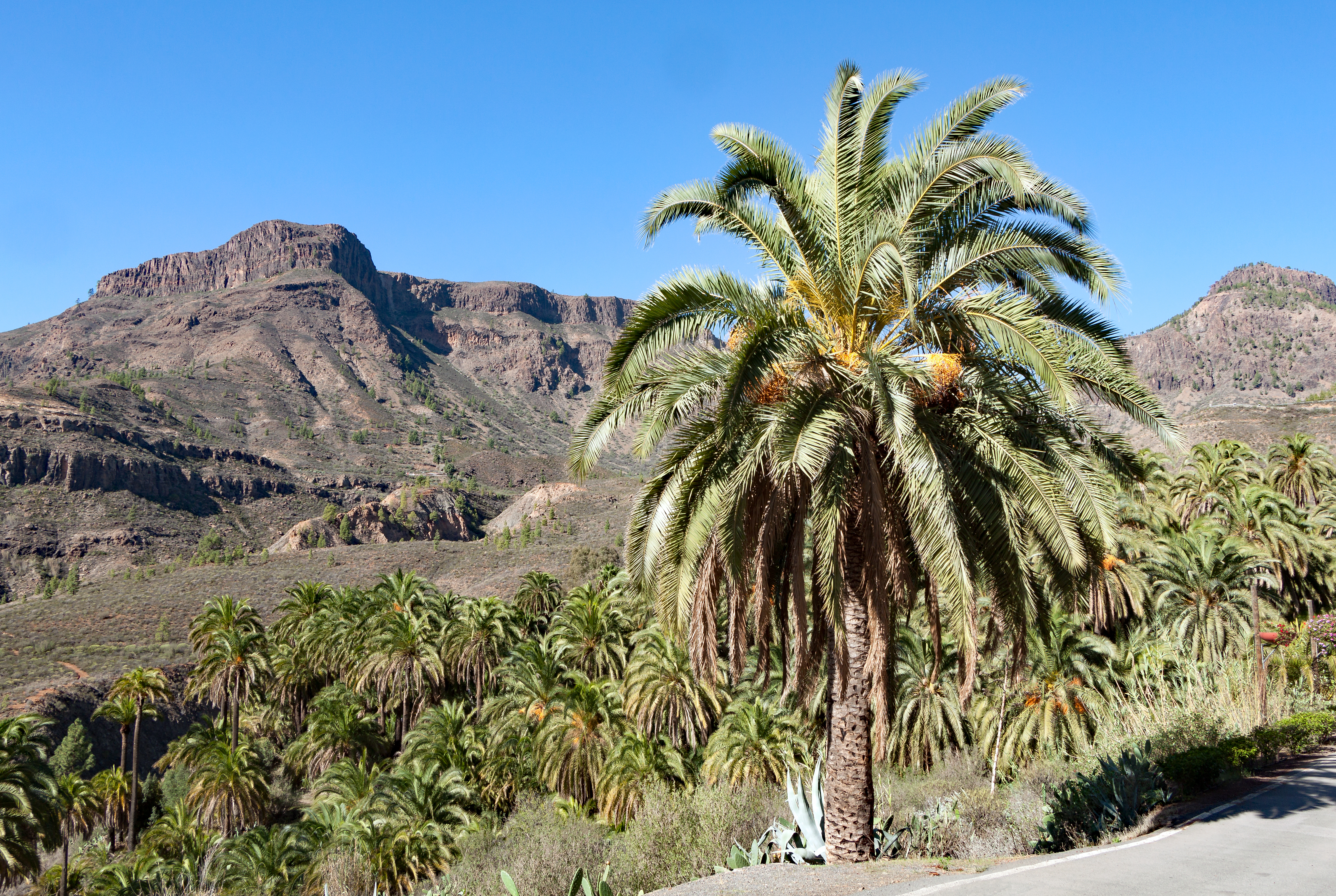 Phoenix canariensis 003