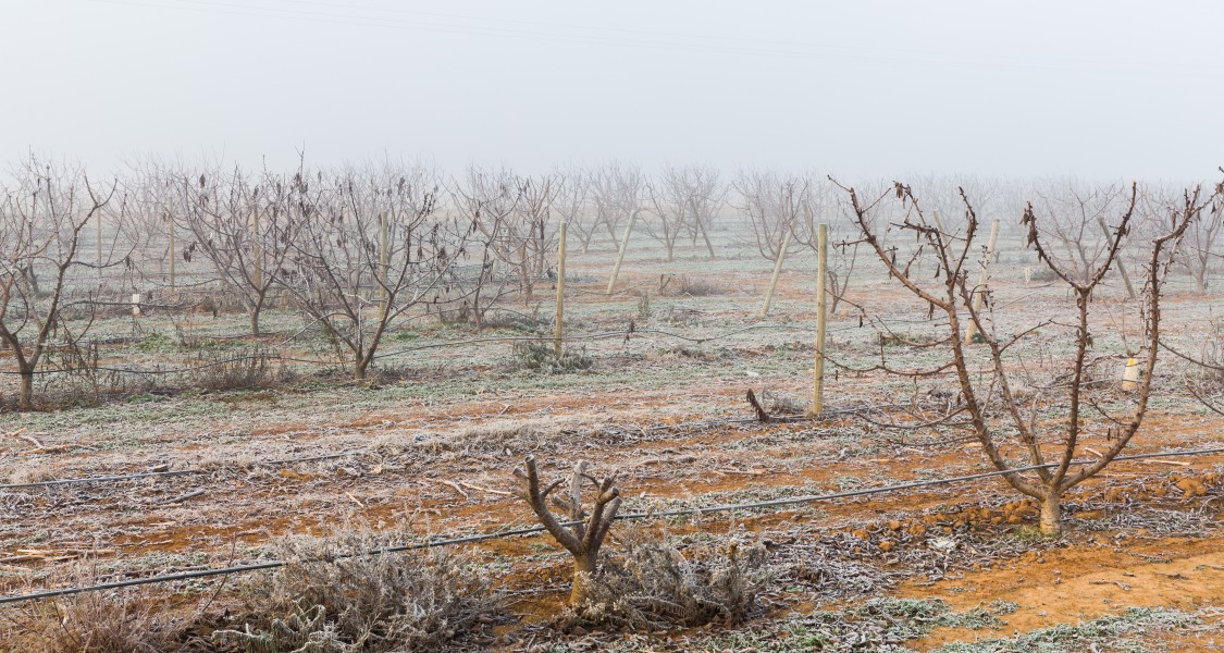 Campos de Cariñena, España, 2015-01-08, DD 01