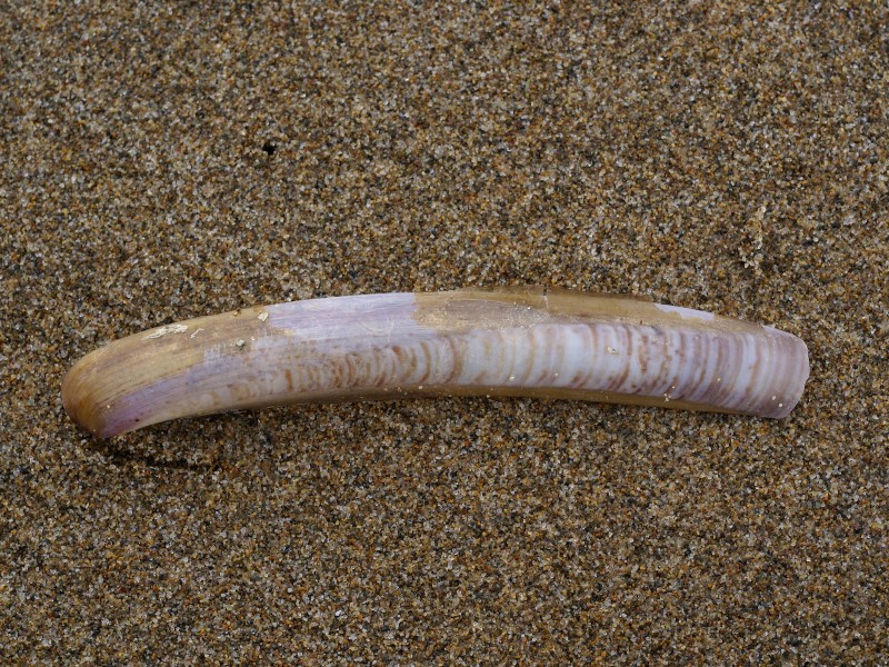 Ensis ensis (Baix Ebre)