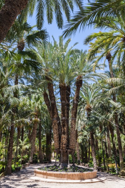 Huerto del Cura, Elche, España, 2014-07-05, DD 24