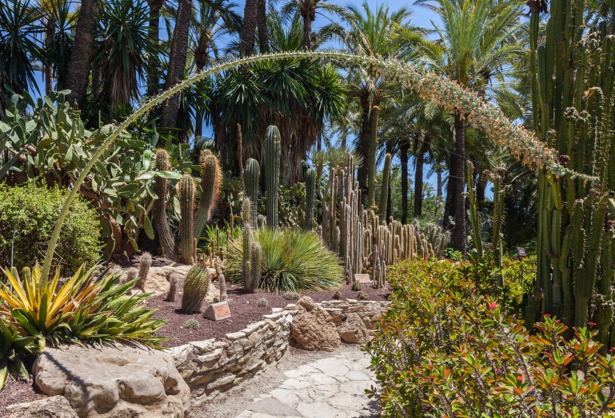 Huerto del Cura, Elche, España, 2014-07-05, DD 32