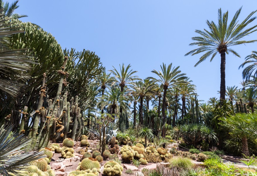 Huerto del Cura, Elche, España, 2014-07-05, DD 35