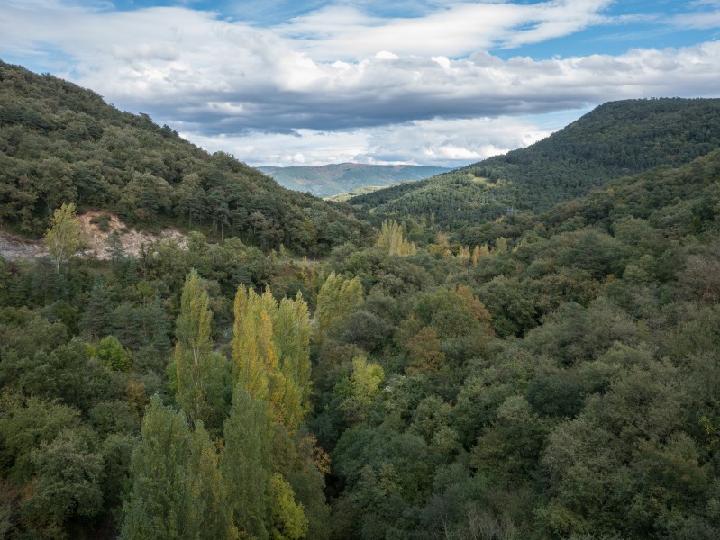 Maroño - Bosque 01