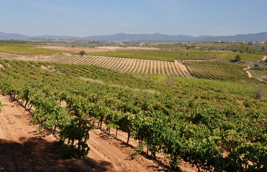 Panoramica de los viñedos de montferri-2012
