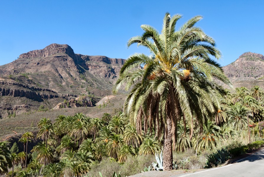 Phoenix canariensis 003