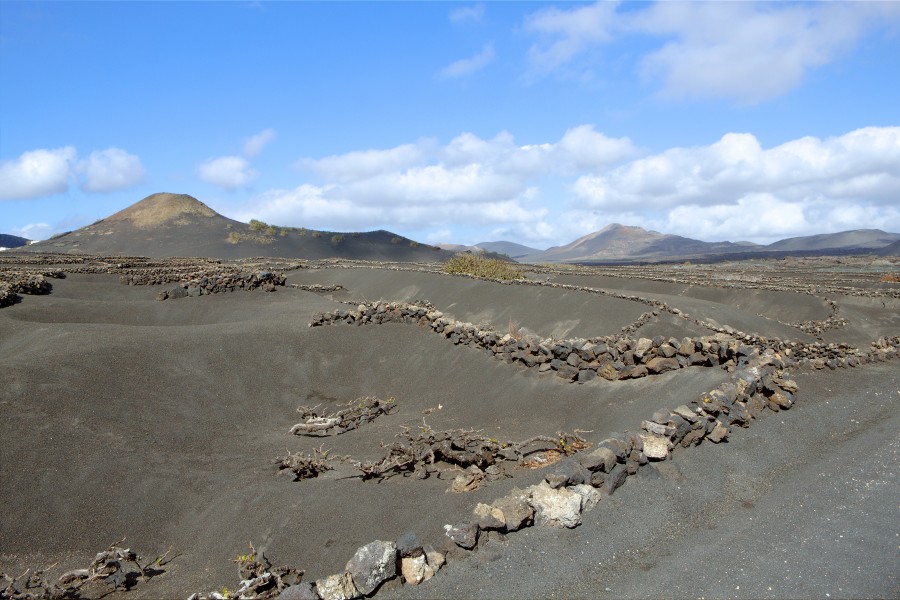 Vineyards - Tinajo - Lanzarote