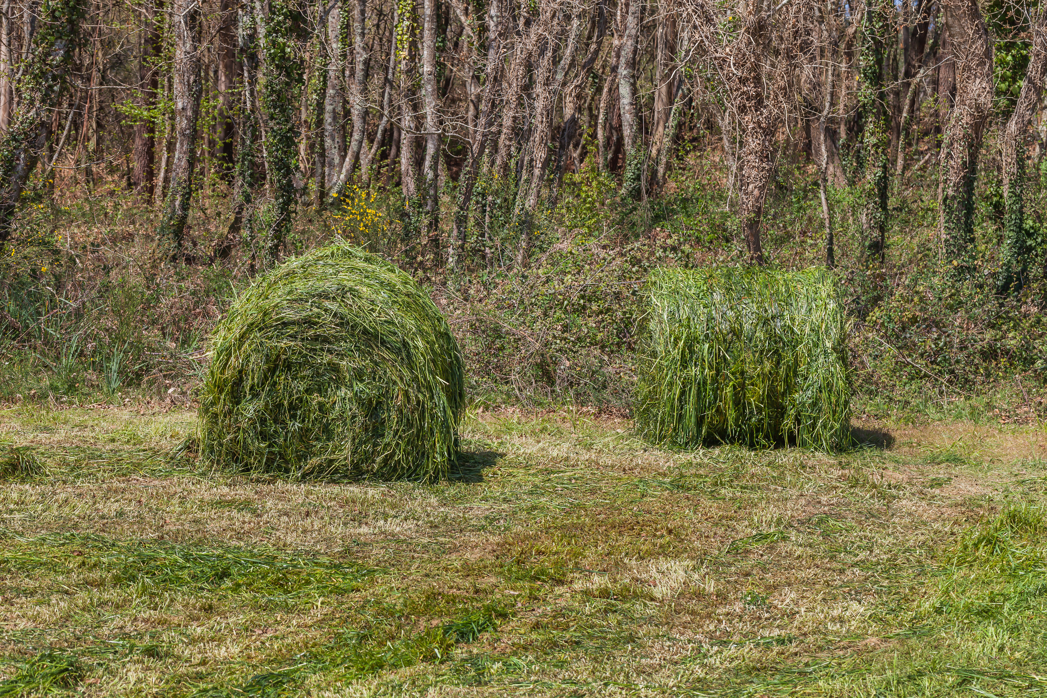 Rolo de herba fresca en Valverde-Vilarromarís-Oroso-Galiza-2
