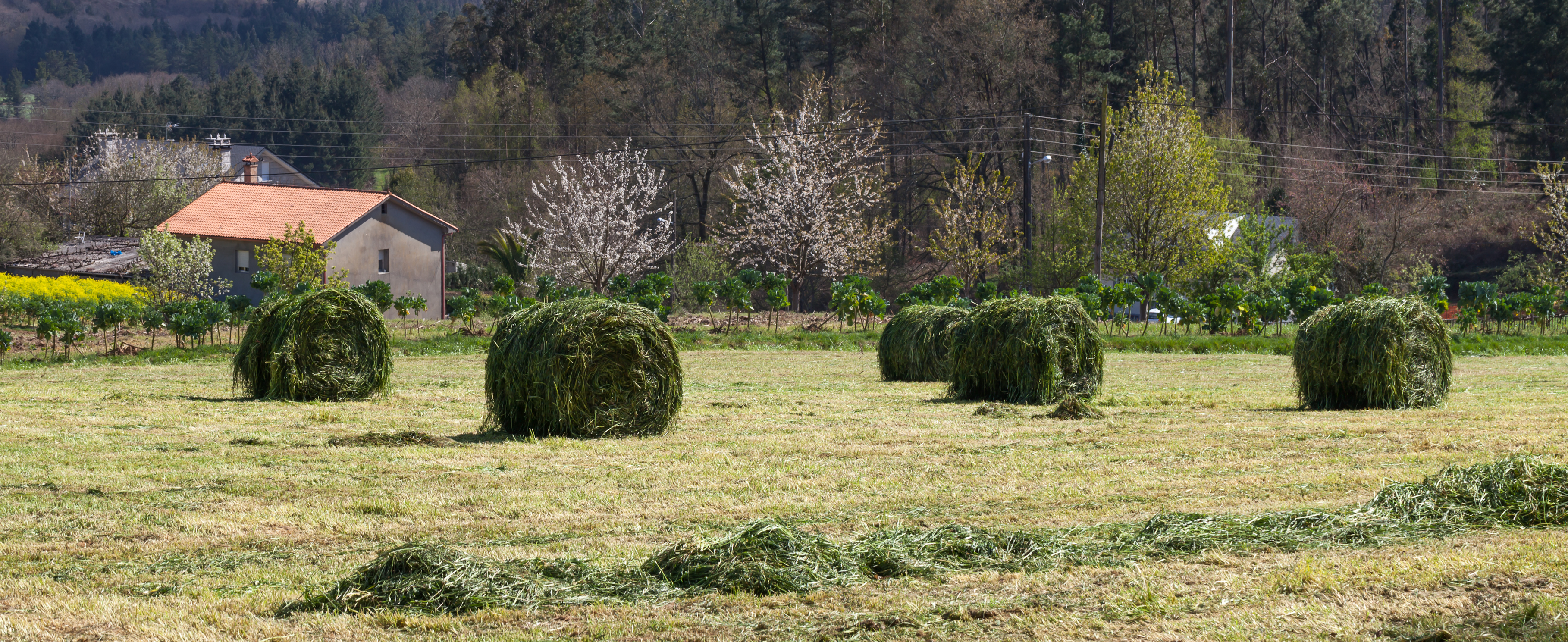 Rolos de herba en Valverde