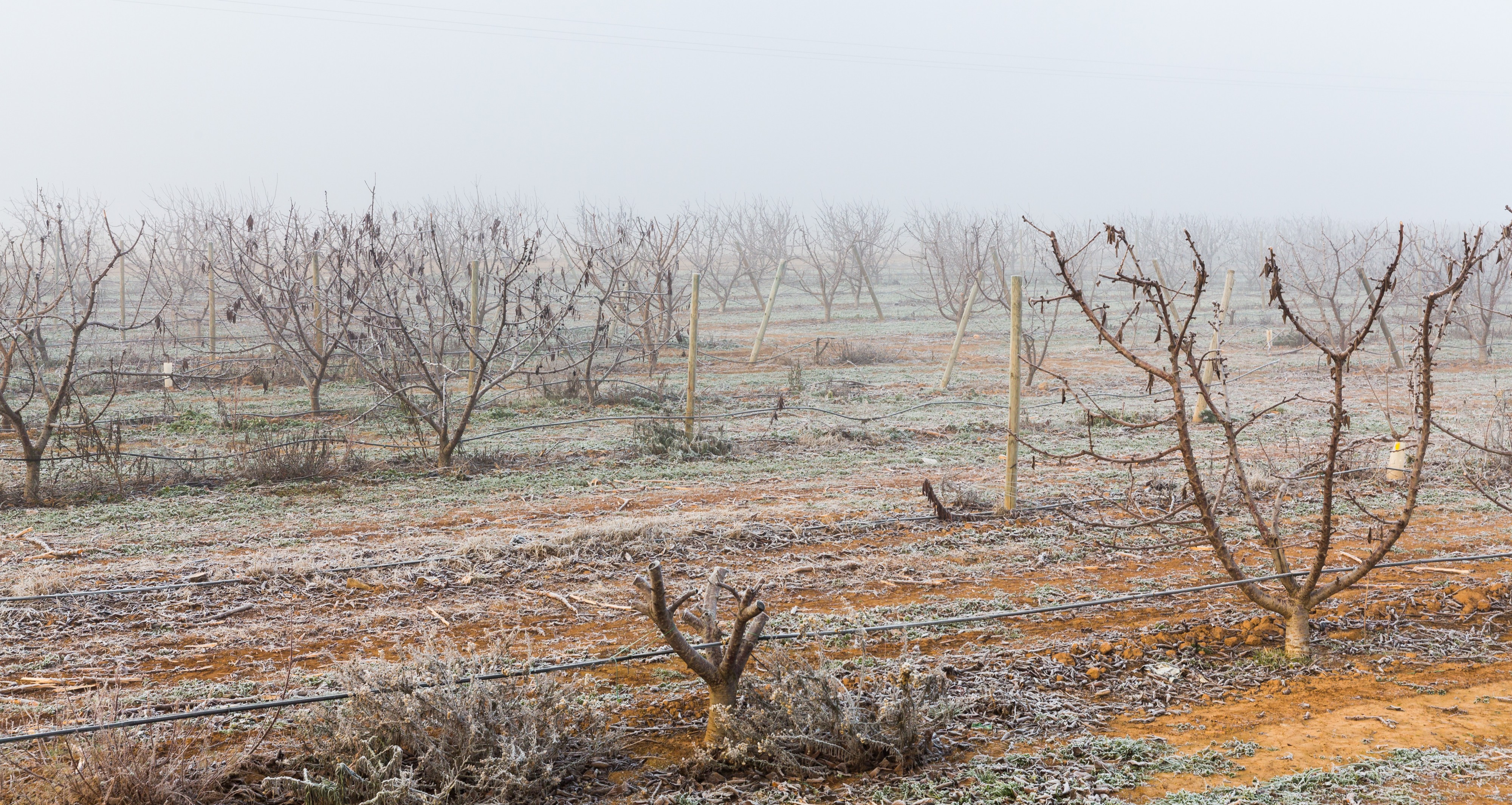 Campos de Cariñena, España, 2015-01-08, DD 01