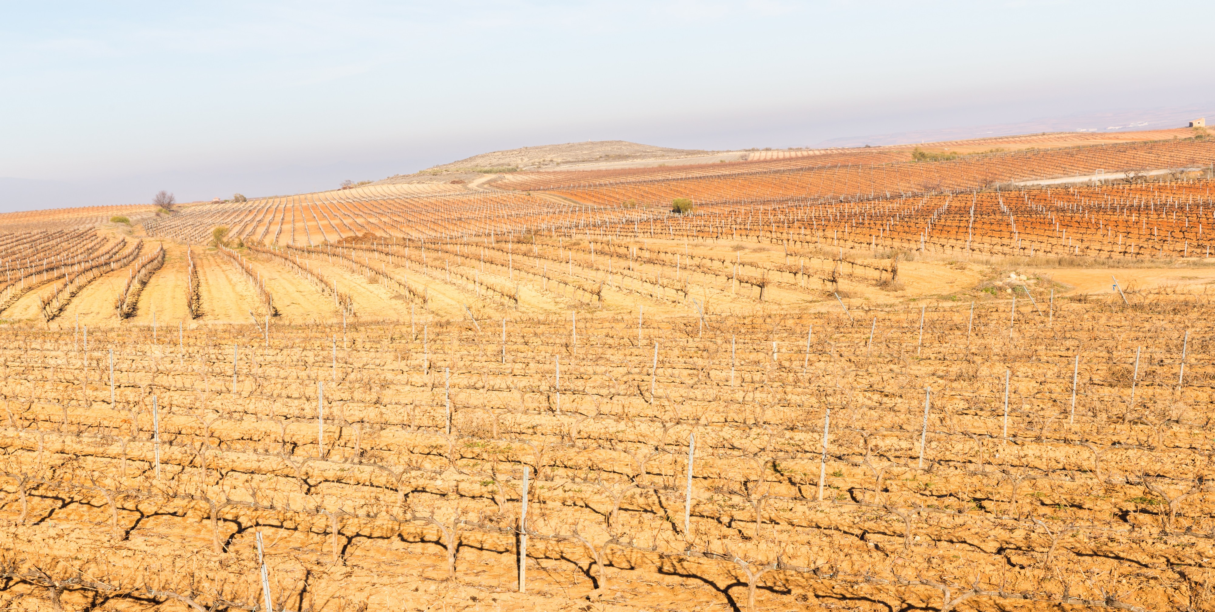Campos de Cariñena, España, 2015-01-08, DD 22