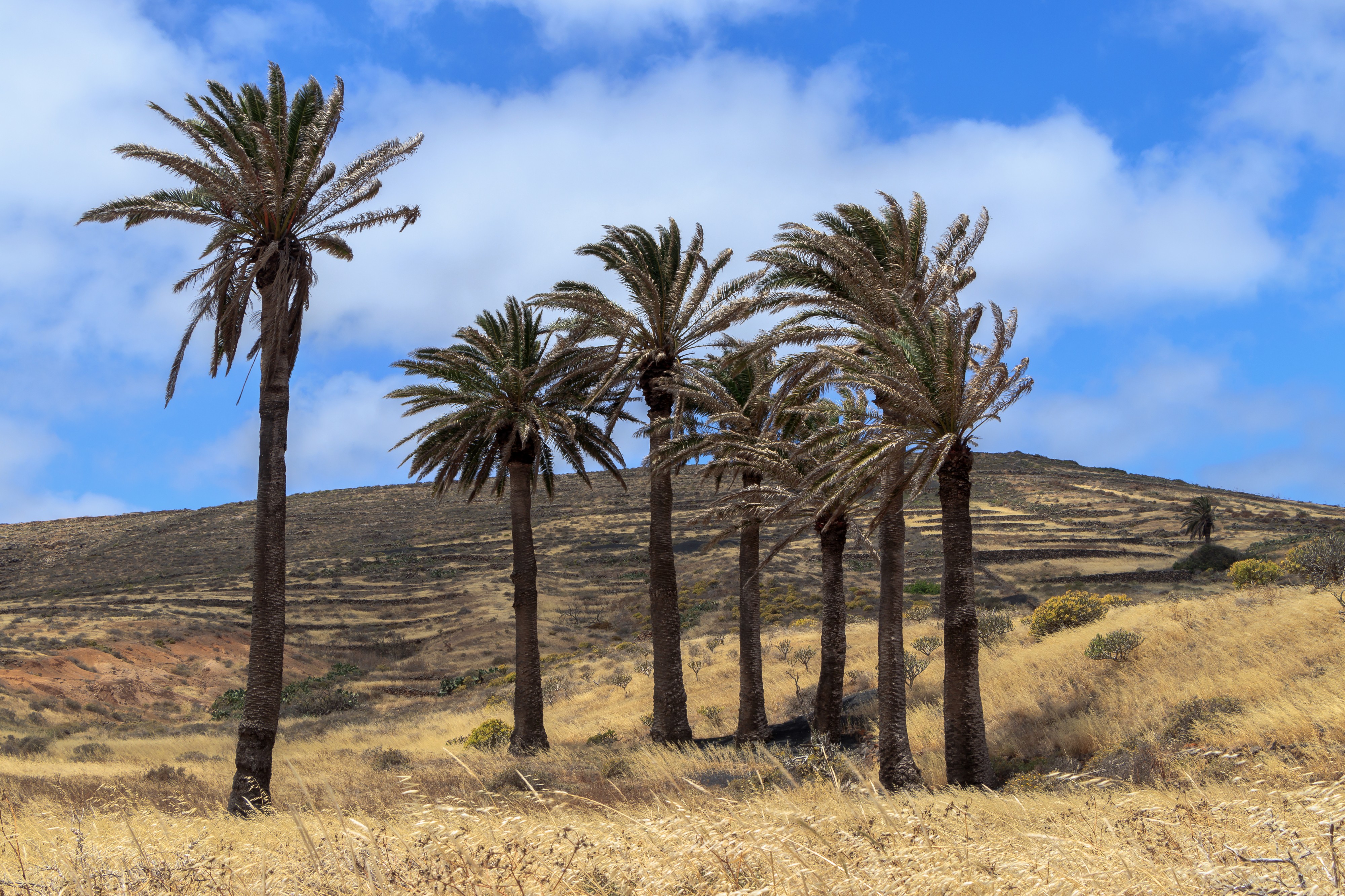 Haria - Phoenix canariensis 01