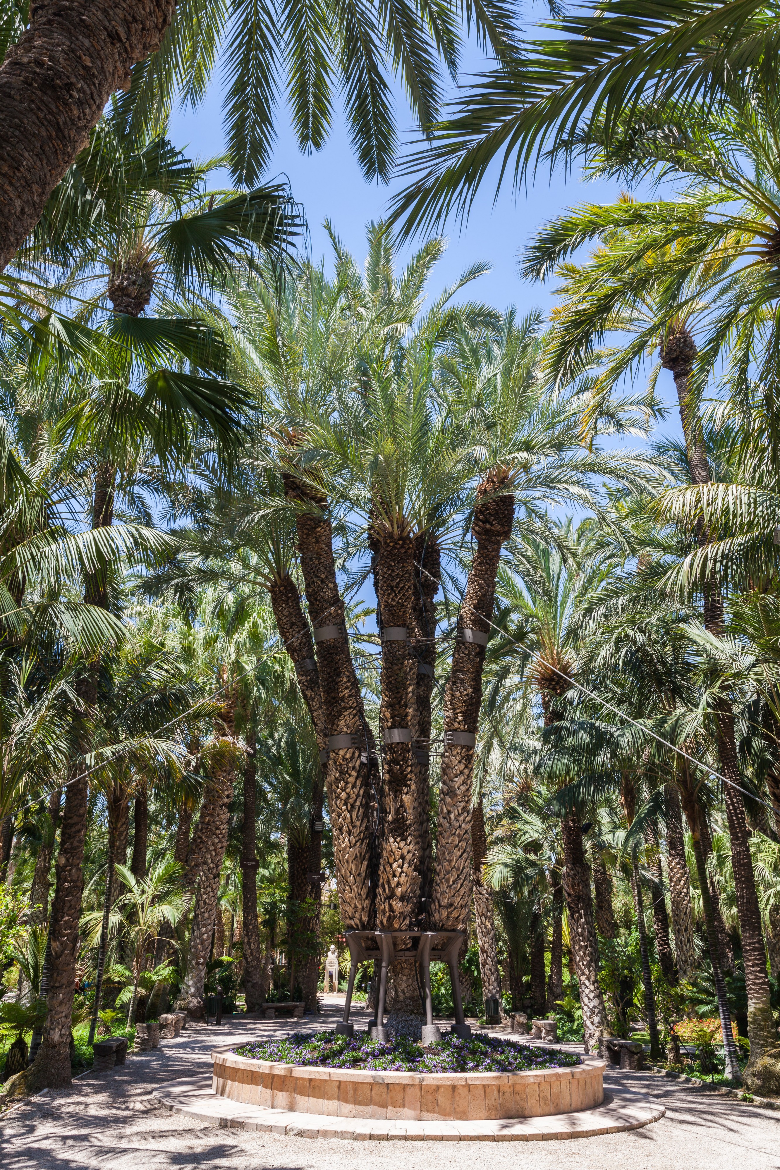 Huerto del Cura, Elche, España, 2014-07-05, DD 24