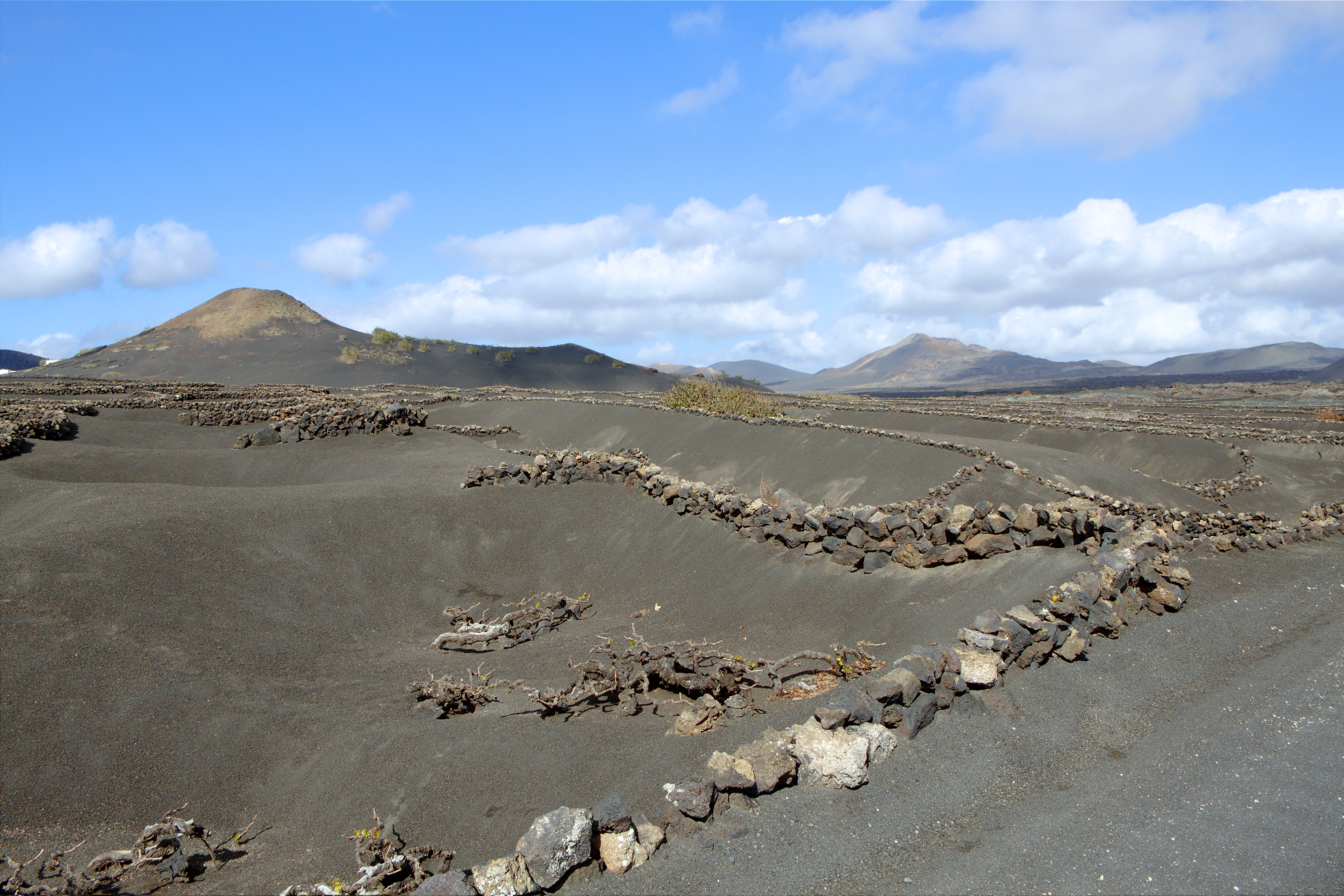 Vineyards - Tinajo - Lanzarote