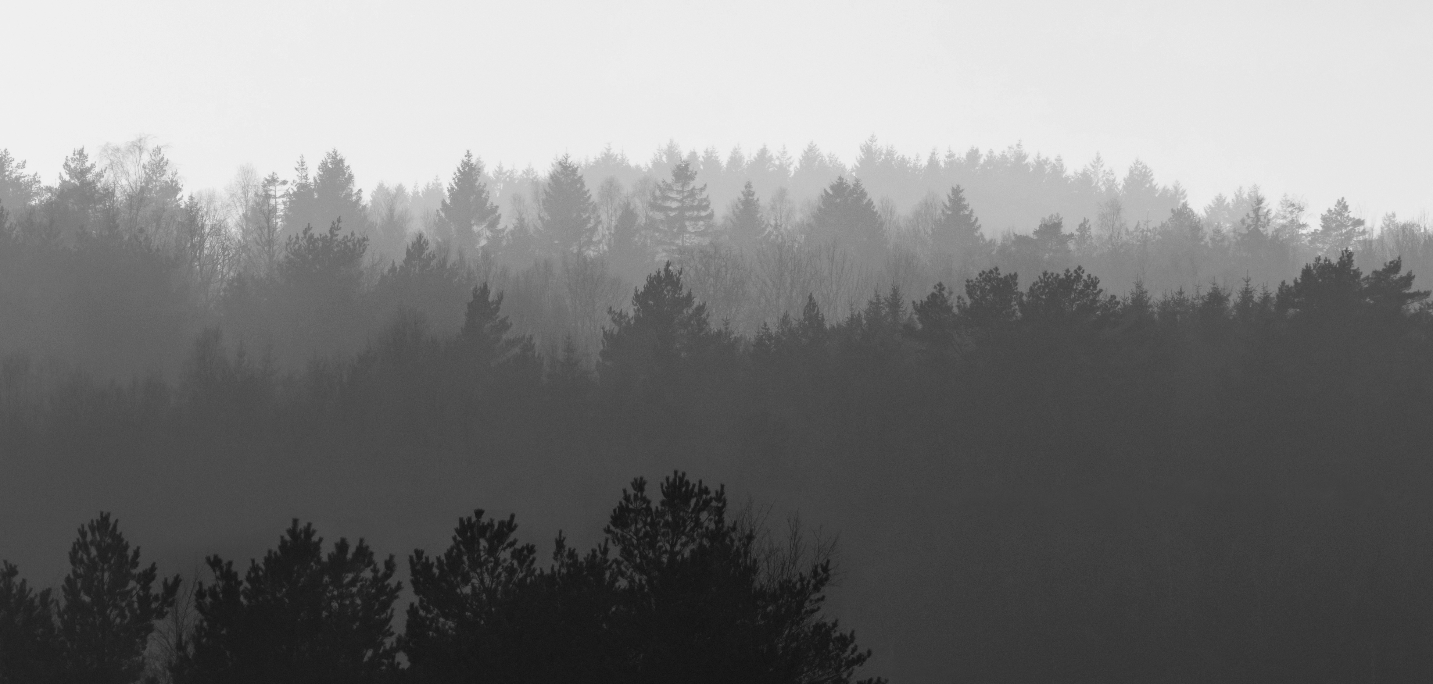 Forested hills in Lysekil in fog - B&W