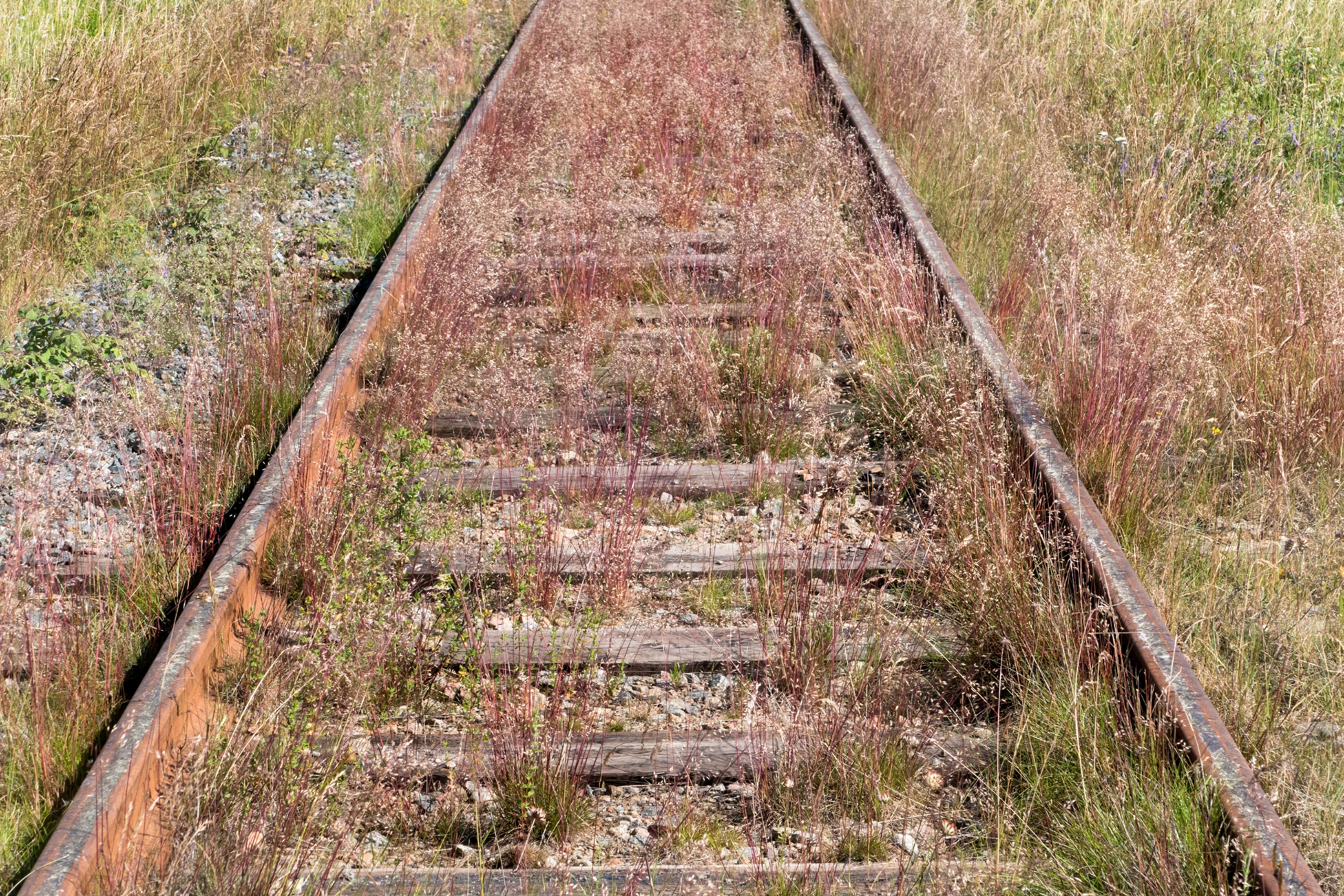 Overgrown Lysekil line 2