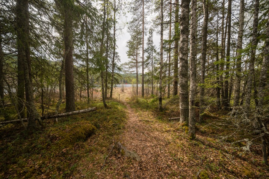 Hyttsjön May 2018 02