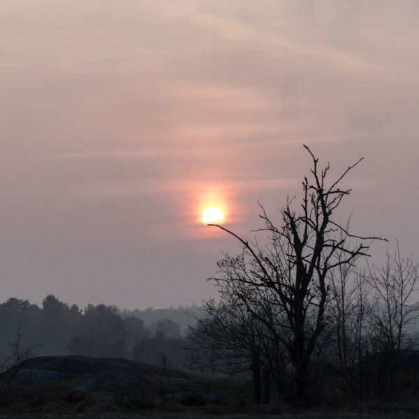 Sun lantern in misty willows