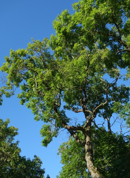 Top branches of ash