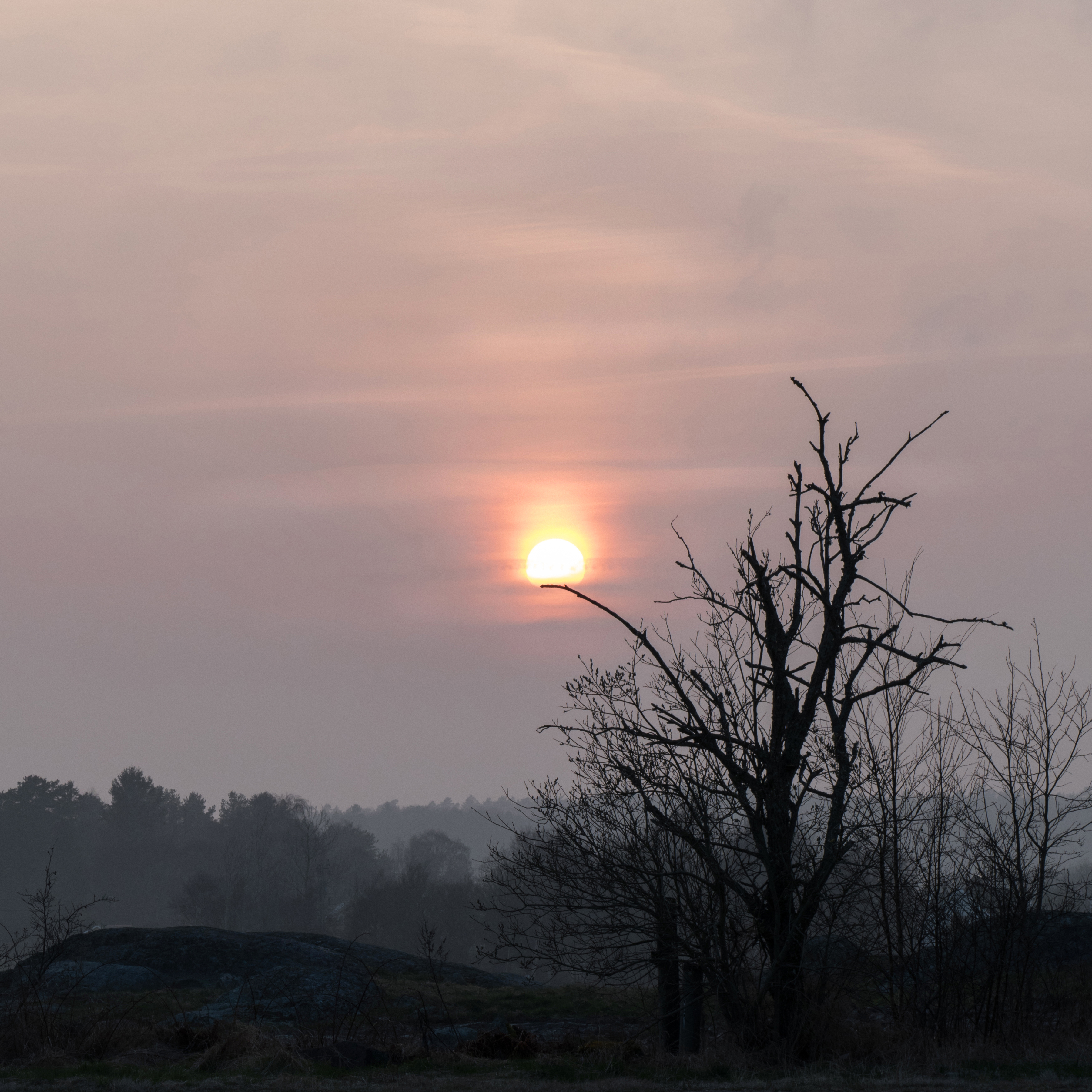 Sun lantern in misty willows