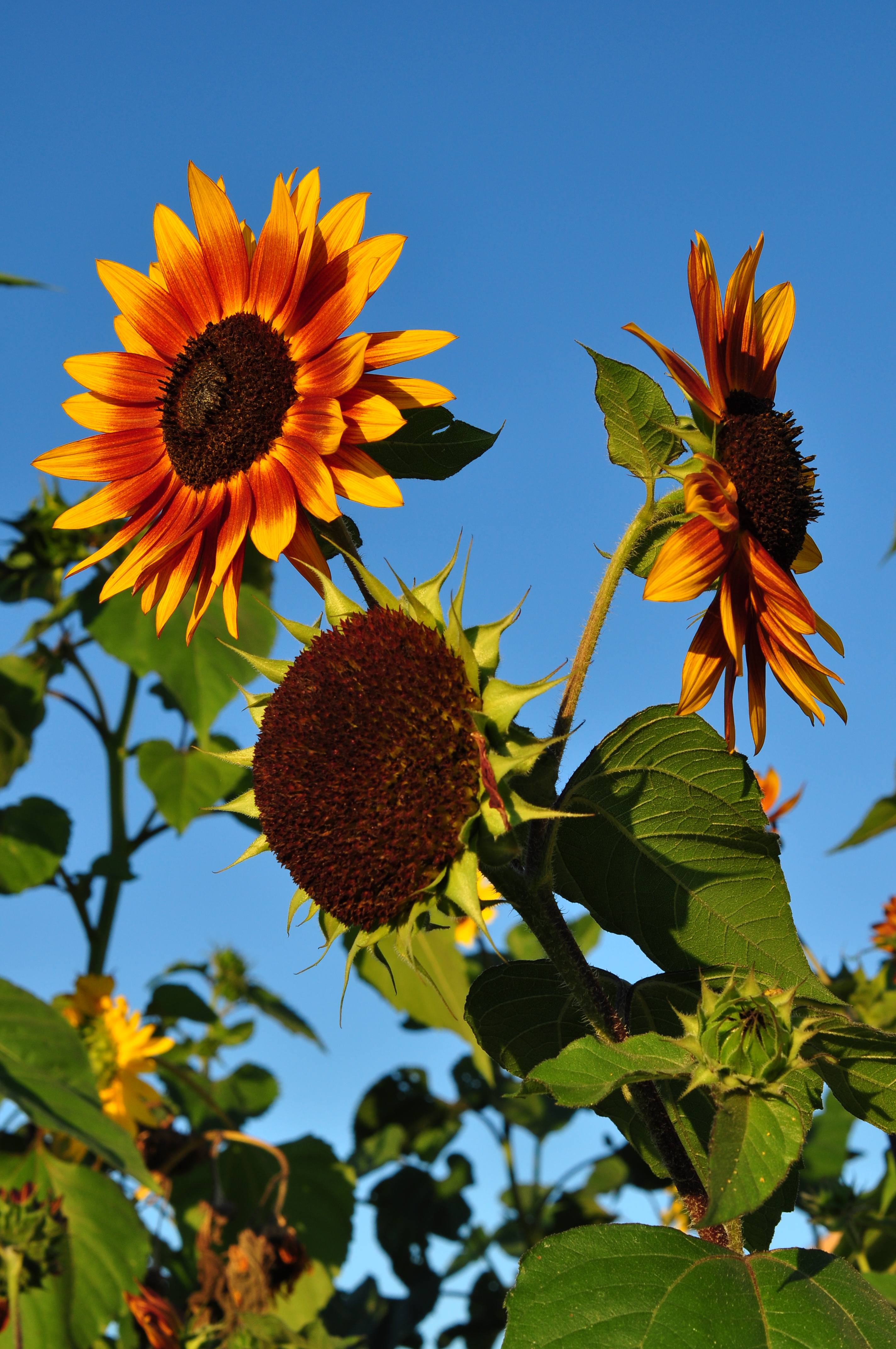 Helianthus annuus 2011-08-28 19-45-38