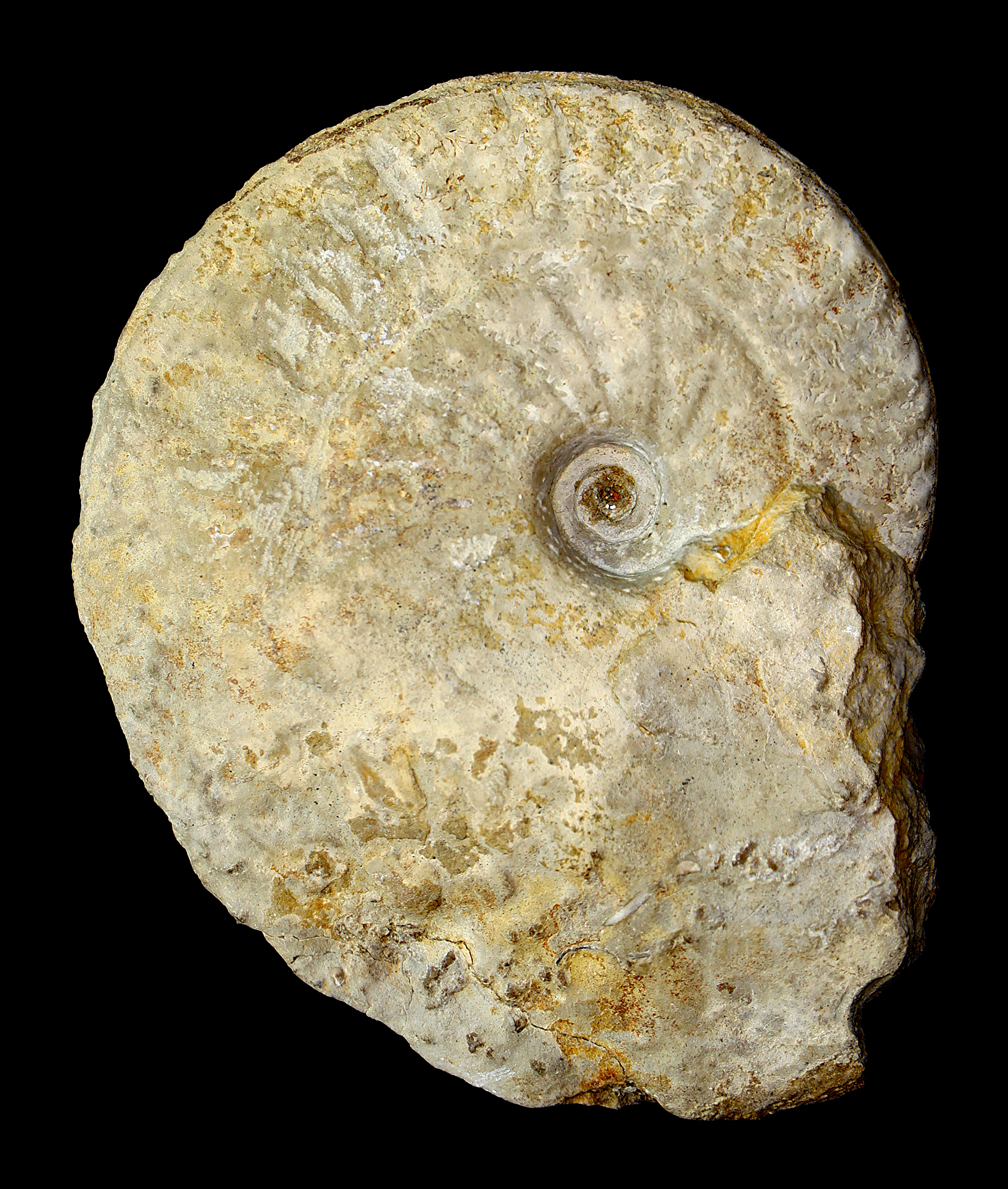 Ochetoceras canaliculatum 01