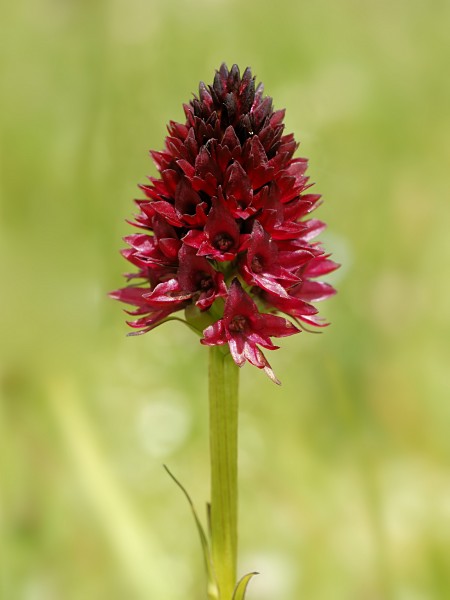 Gymnadenia rhellicani (spike)