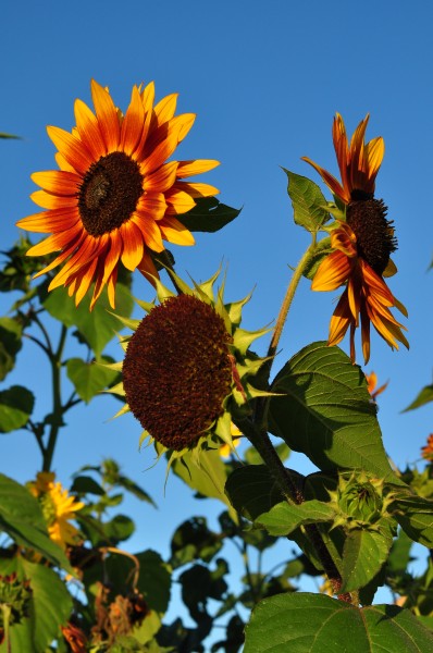 Helianthus annuus 2011-08-28 19-45-38
