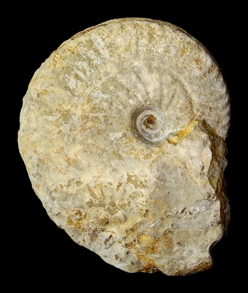 Ochetoceras canaliculatum 01