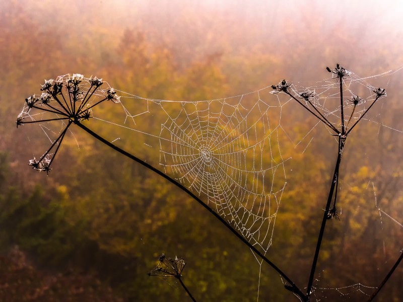 Spinnennetz im Nebel P1320875