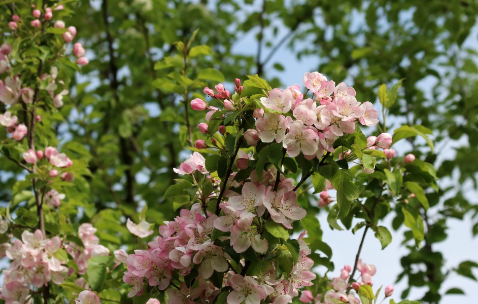 Apple-tree blossoms 2017 G1