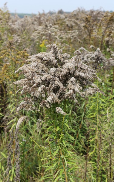 Solidago canadensis ripe 2013 G2