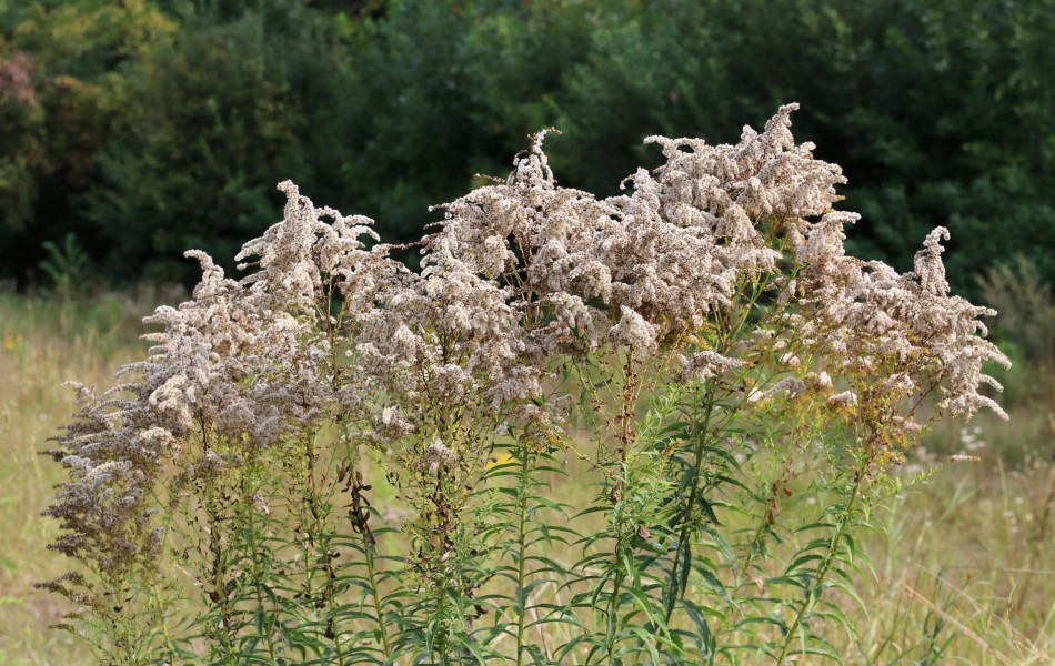 Solidago canadensis ripe 2018 G1