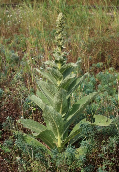 Verbascum phlomoides 2018 G4