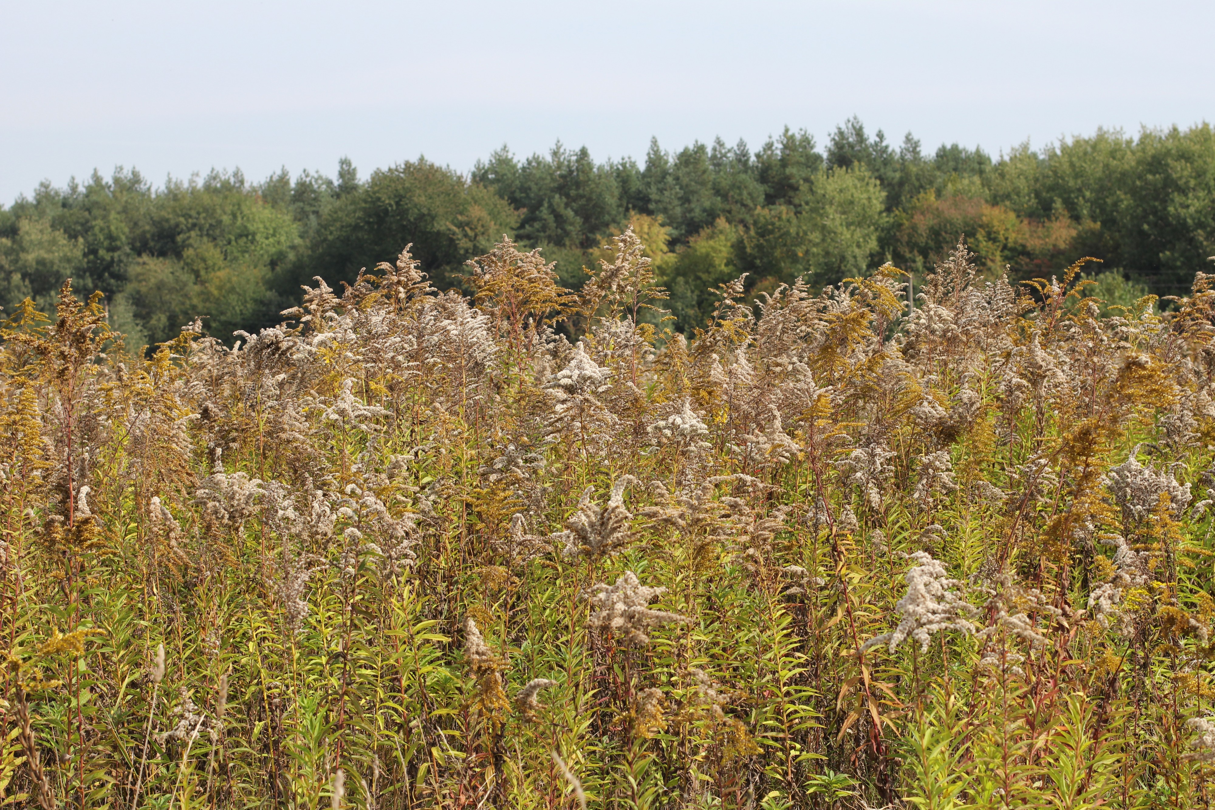 Solidago canadensis field 2013 G1