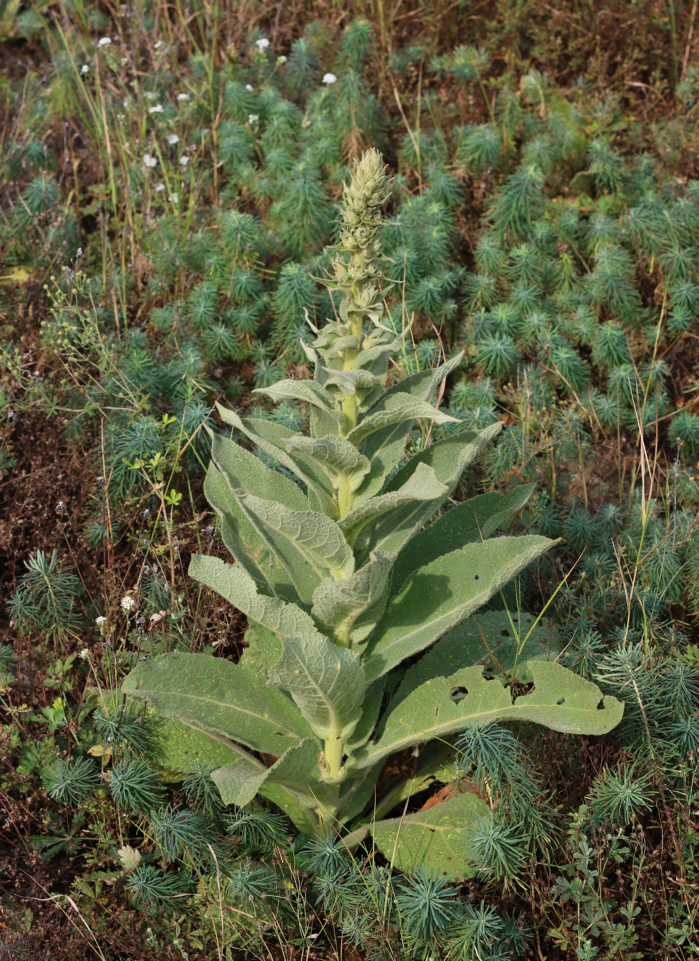 Verbascum phlomoides 2018 G3