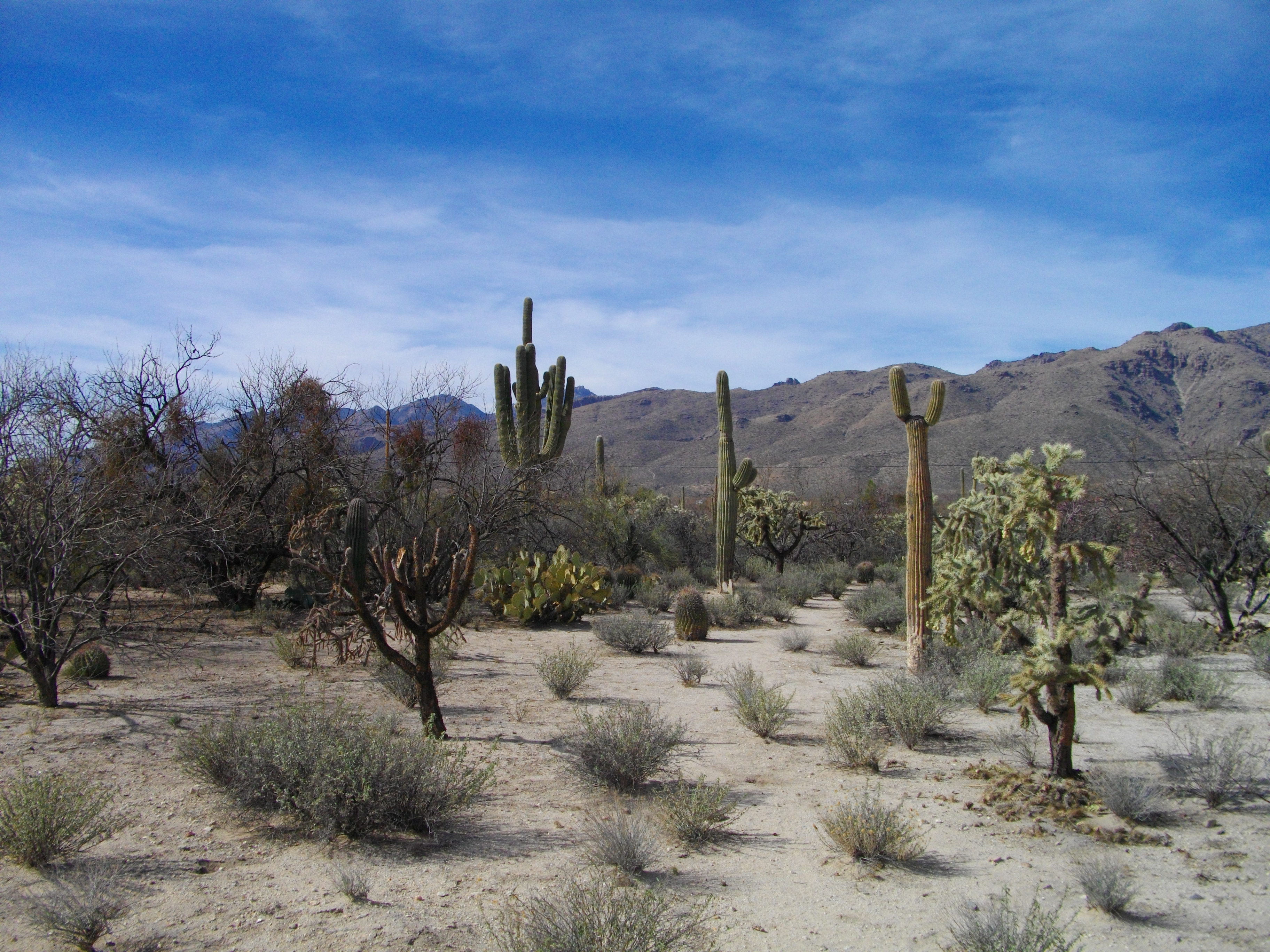 Agua Caliente Park