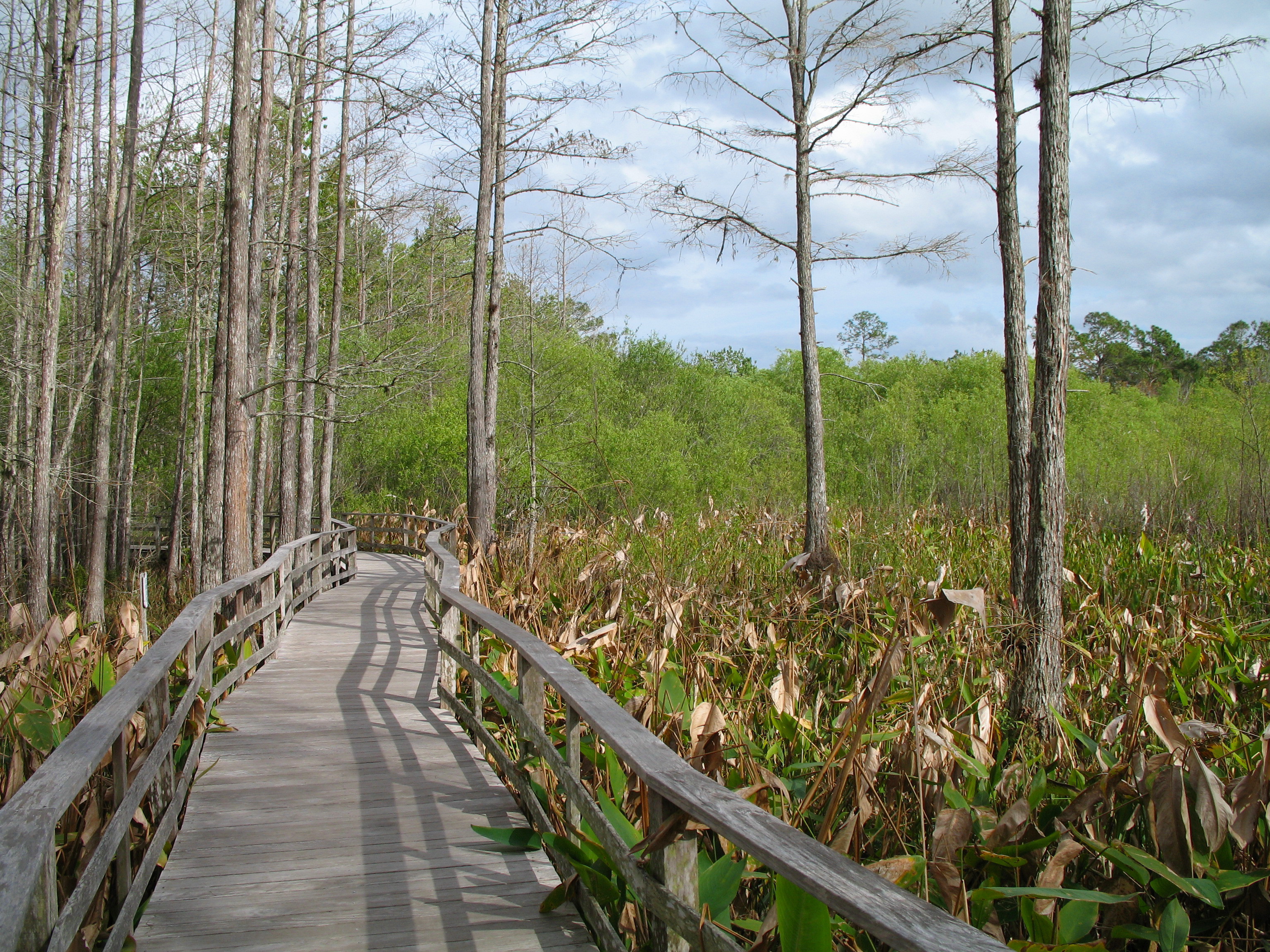 Audubon Society Corkscrew Swamp Sanctuary