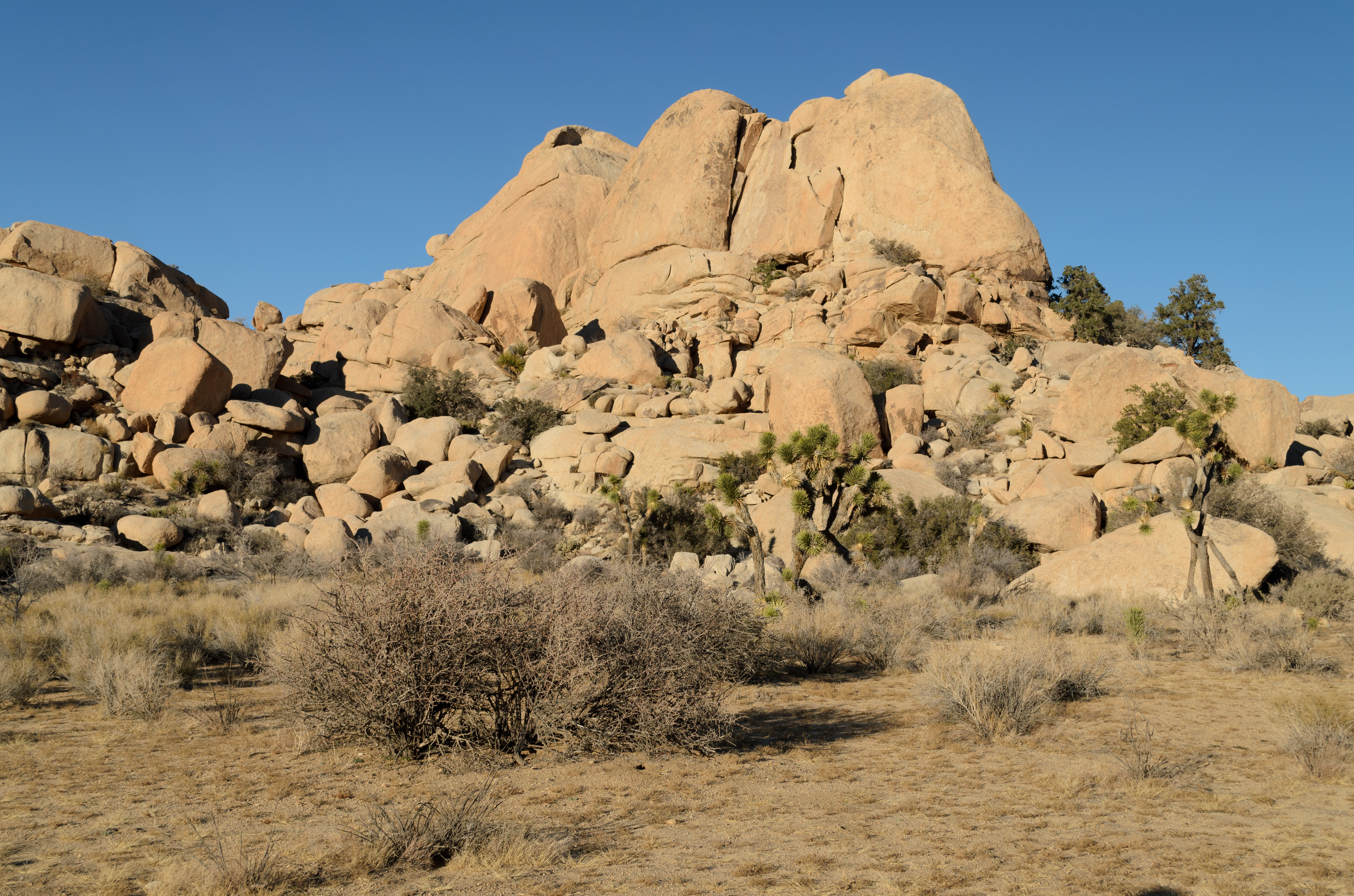 Barker Dam Joshua Tree December 2013 001